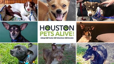 houston pets